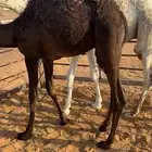 قعدان قصب 2
