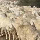 حريات دفيع طيبه