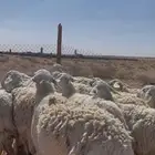 غنم حريات حرش ضريع ودفيع
