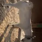تيس