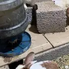 أرنب بلدي وفرنسي