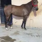 حصان انقليزي