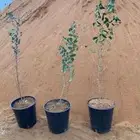 شتلات سدر بلدي فيه مراكن وفيه شتلات كيس