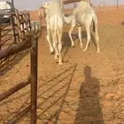 قعدان للبيع العدد 3الموقع شرق الرياض