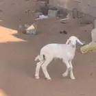 داغور خروف يدغر شرط