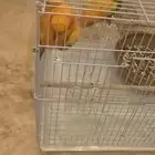 زوج ببغاء صن كنيور