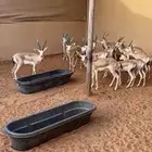 غزلان الريم