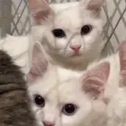 قطط شيرازيه لتبني