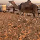 ناقه ثنو لقحه ساحليه