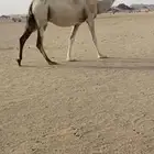 لقحه