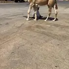 للبيع بعير منتج