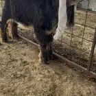 تيس مشروع فحل عارضي خصم جدا