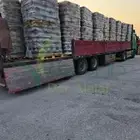 برسيم الراعي اسباني