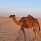 لبيع بكار صفر