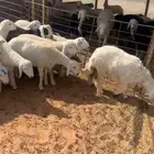 ذبايح حريات