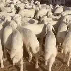 بهم مراح واحد عدد 100