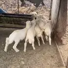 طليان نظيفة عمرها من 3شهور الي 4شهور شحم فل