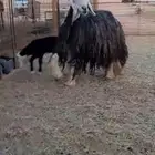 نجديه معها رخل