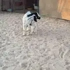 العنز والد علاها عناق