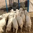 بهم تربية