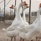 للبيع ذكرين وز بلغاري