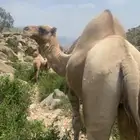 جمل للبيع
