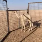 لبيع خلفه وضحى معها قعود