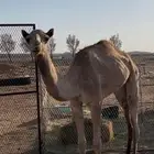 للبيع بكره وقعود
