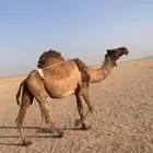 لبيع لقحه صفراء دبيانيه