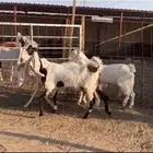 معزا مشاريك ( تم البيع )