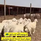 ذبايح نعيمي حري اقساط مع الذبح وتوصيل