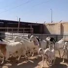 معزا نوادر