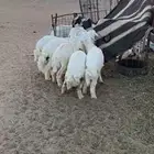 بهم حري فاخر