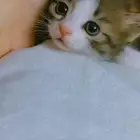 قطط كتن للبيع بسعر جيد