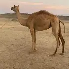 بكره للبيع