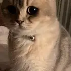 قط للبيع