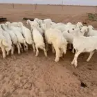 بهم حري طليان ورخال للبيع