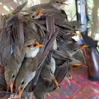 شبكه مكافحة المحاصيل حرير ونايلون