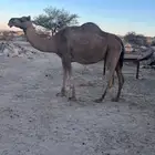 عشر من البل للبيع