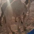 قعدان طيبه ونظيفه شوط سليمه