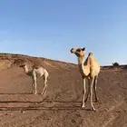 حاشي سباق للبيع هو وامه
