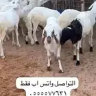 غنم