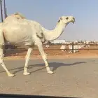 باتلي على عليان الحيسوني