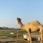 فحل ابل