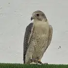 صقور