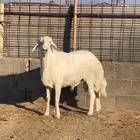 طلي حري فحل