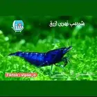 شريمب نهري ازرق و برتقالي و اصفر و ريلي احمر