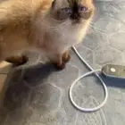 قطة أليفة بشكل مميز