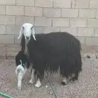 نجديه والد معها خروف