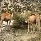 قعدان صومالية تربية ثلاثة أشهر